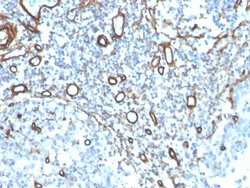 Collagen IV Antibody (COL4/4241R) - Azide and BSA Free, Novus Biologicals